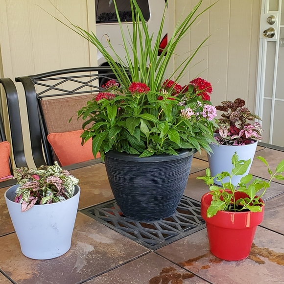 Meet your Posher, Debra - Picture 1 of 1